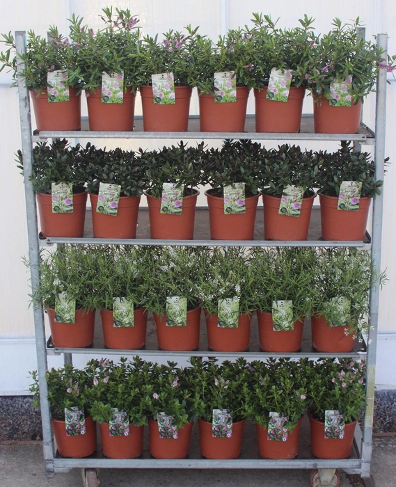 <h4>Hebe Mix C5 Grootbladig</h4>