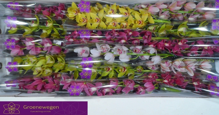 <h4>CYMB MI GEM</h4>