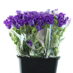Campanula Med Champion Blue