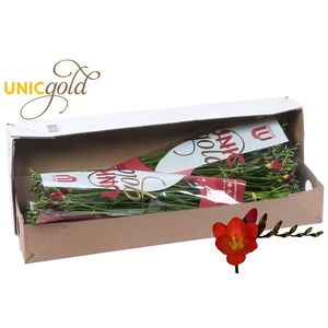 UG Dijk - Red Passion box