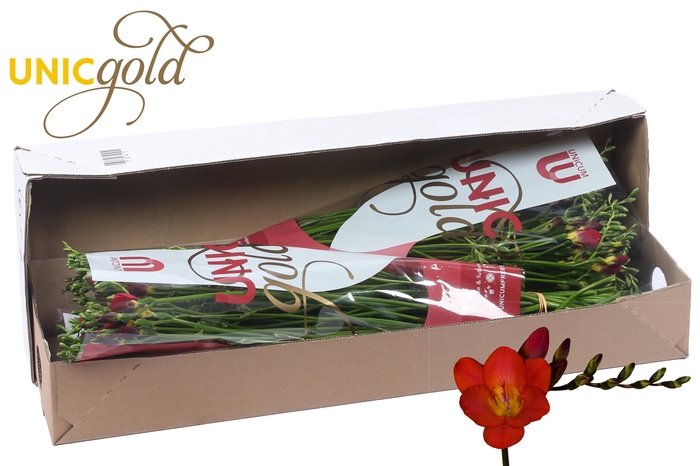 <h4>UG Barendse - Red Passion box</h4>