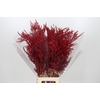 Bromelia Red Paloma