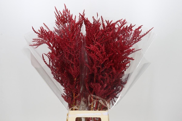 <h4>Bromelia Red Paloma</h4>