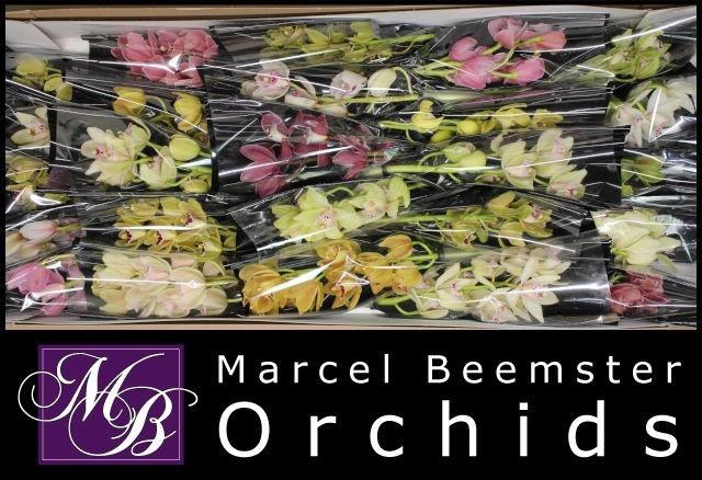 <h4>CYMB MI GEM</h4>