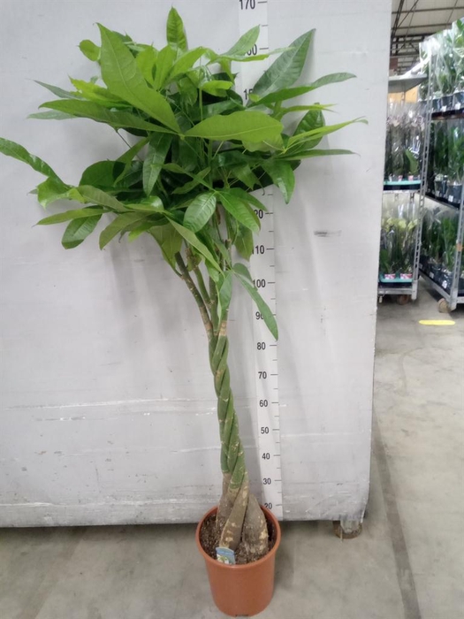 <h4>Pachira aquatica</h4>