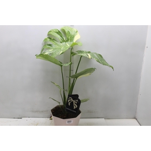 MONSTERA THAI CONSTELLATION P18