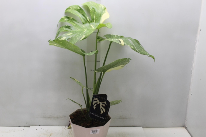 <h4>MONSTERA THAI CONSTELLATION P18</h4>
