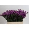 Limonium Rosella Sun Birds
