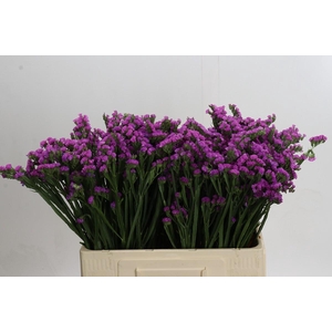 Limonium sinuatum Rosella Sun Birds