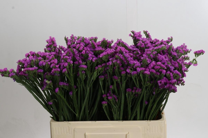 Limonium sinuatum Rosella Sun Birds