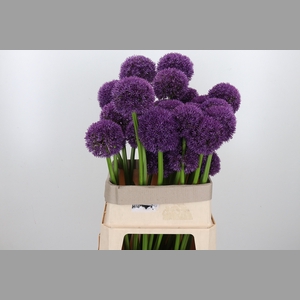 Allium Grootbloemig