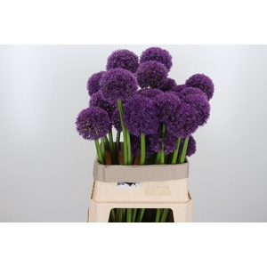 Allium Grootbloemig