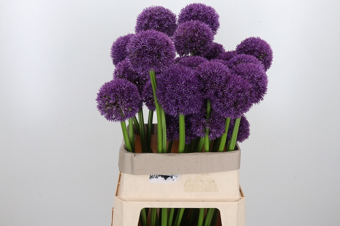 <h4>Allium Grootbloemig</h4>