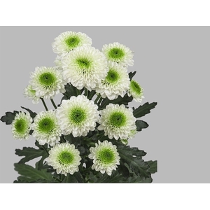 CHRYSANT SANTINI SOLANGE CHR SAN AA