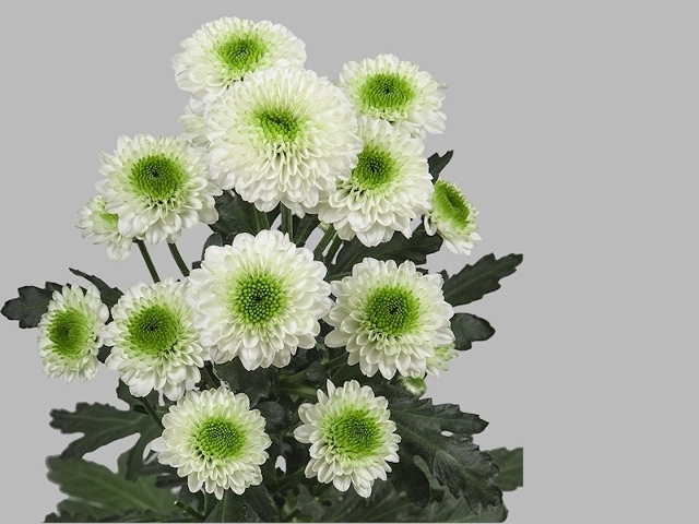 CHRYSANT SANTINI SOLANGE CHR SAN AA