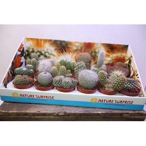 Cactus Gem In Showbox
