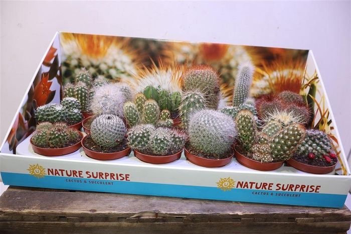 <h4>Cactus Gem In Showbox</h4>