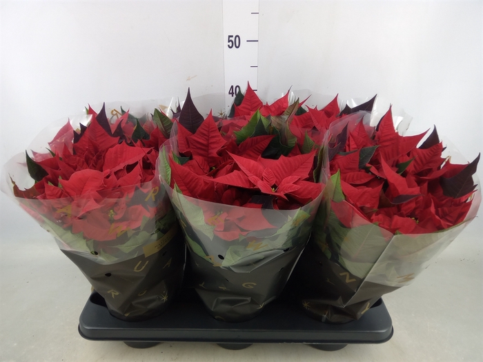 <h4>Euphorbia pulc. 'Kayla Red'</h4>