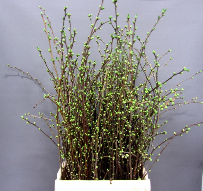 <h4>KERSENBLOESEM P BOS</h4>