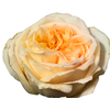 ROSA GARDEN LONDON BRIDGE 040 CM