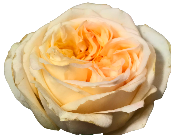 ROSA GARDEN LONDON BRIDGE 040 CM
