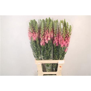 Antirrhinum It. Cherry Rose