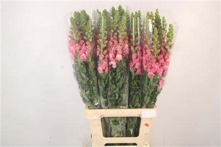 <h4>Antirrhinum It. Cherry Rose</h4>