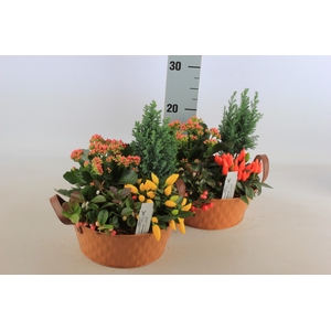 ARR TUINPLANTEN