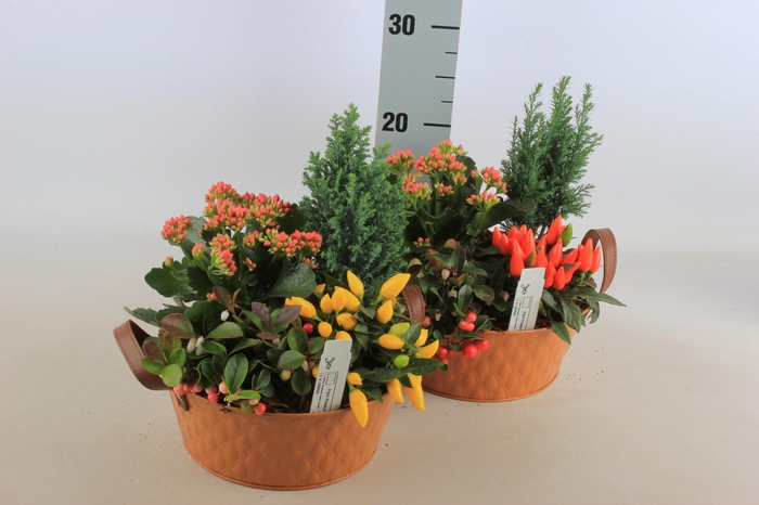 <h4>ARR TUINPLANTEN</h4>