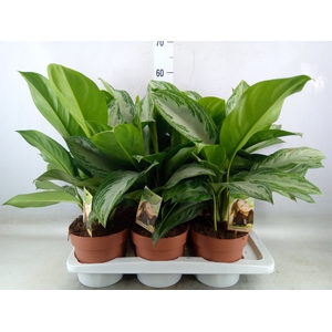 Aglaonema  'Silver Bay'