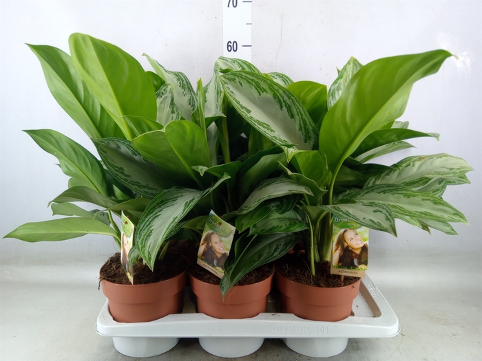 <h4>Aglaonema  'Silver Bay'</h4>