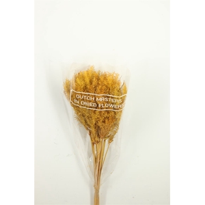 Dried Umbr. Plant Yellow Bunch