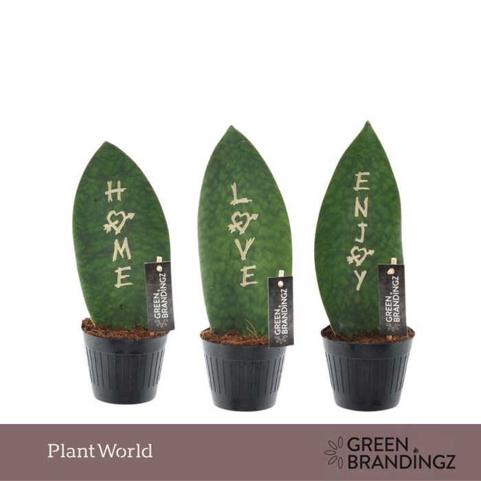 <h4>Sansevieria Green Brandingz Special Mixture</h4>