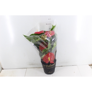 ANTHURIUM MICHIGAN P17 PREMIUM