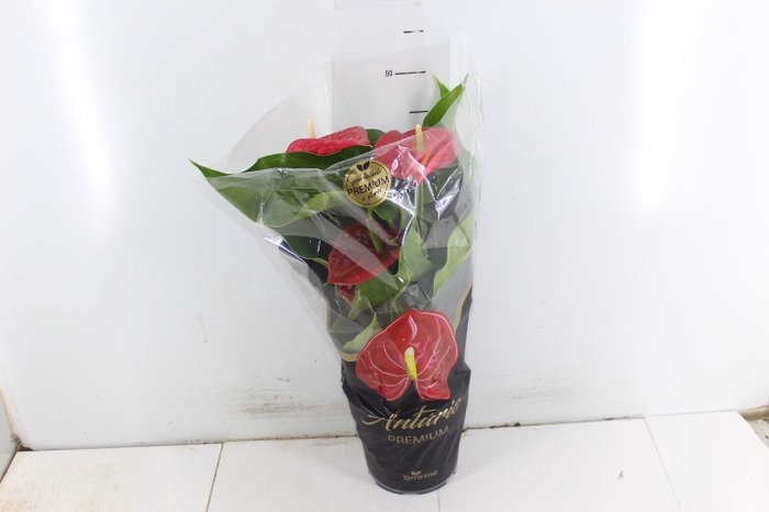 ANTHURIUM MICHIGAN P17 PREMIUM