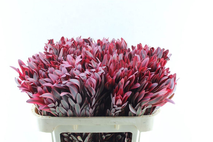 <h4>Leucad Jester</h4>