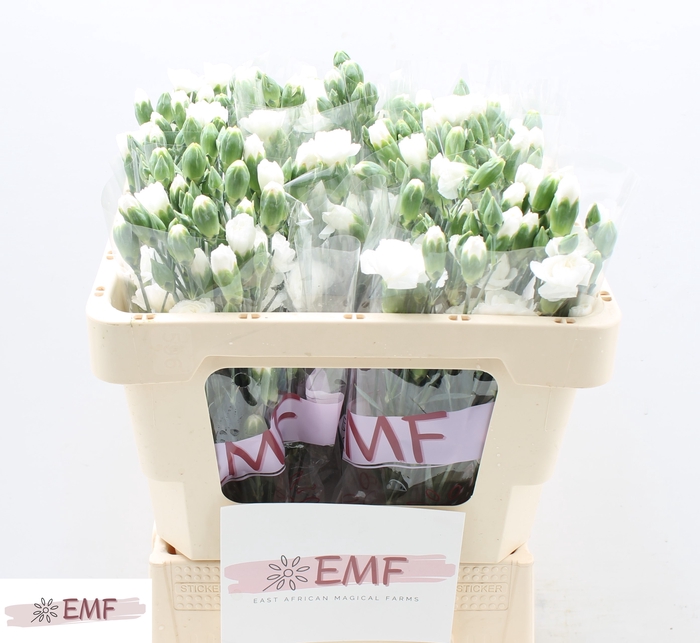 <h4>DI TR ARTIC</h4>