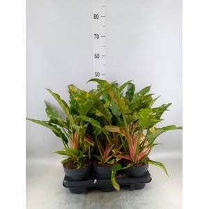 Philodendron  'Prince Of Orange'