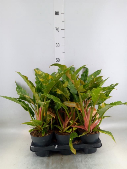 <h4>Philodendron  'Prince Of Orange'</h4>