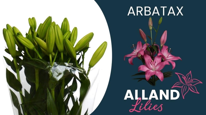 <h4>LI LA ARBATAX</h4>