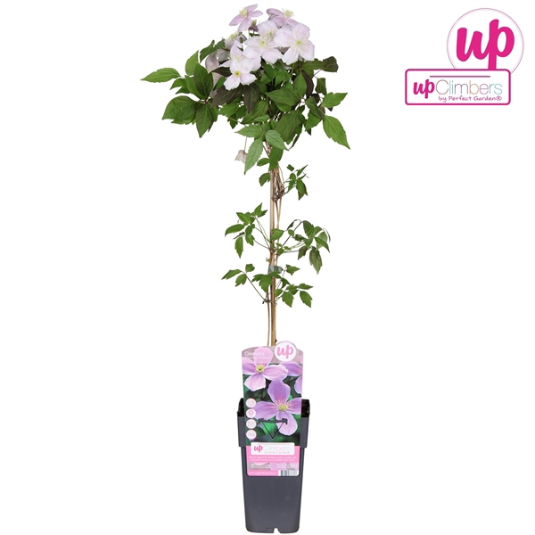 <h4>Clematis montana var. rubens P15</h4>