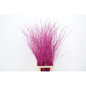Betula Bs Erica FST