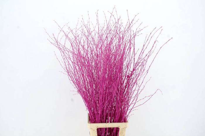 <h4>Betula Bs Erica FST</h4>