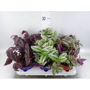 Tradescantia   ...mix