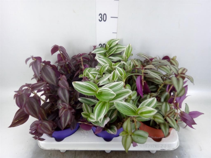 <h4>Tradescantia   ...mix</h4>