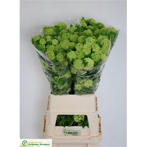 Viburnum Roseum St