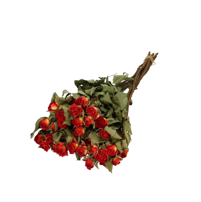 <h4>Dried flowers Rose spray 40cm x10</h4>