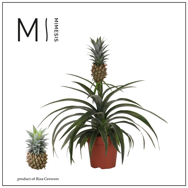 <h4>Ananas Corona</h4>