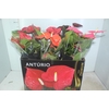 ANTHURIUM MICHIGAN P17 PREMIUM
