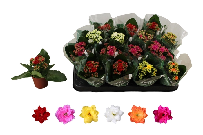 <h4>KAL GE RO GEM 6 KL</h4>